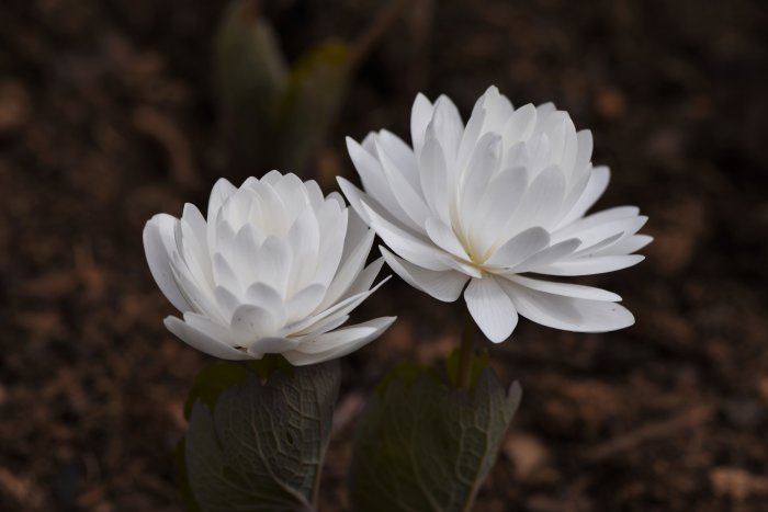 Två vita, fransiga blommande Sanguinaria canadensis (blodört) mot mörk jordbakgrund.