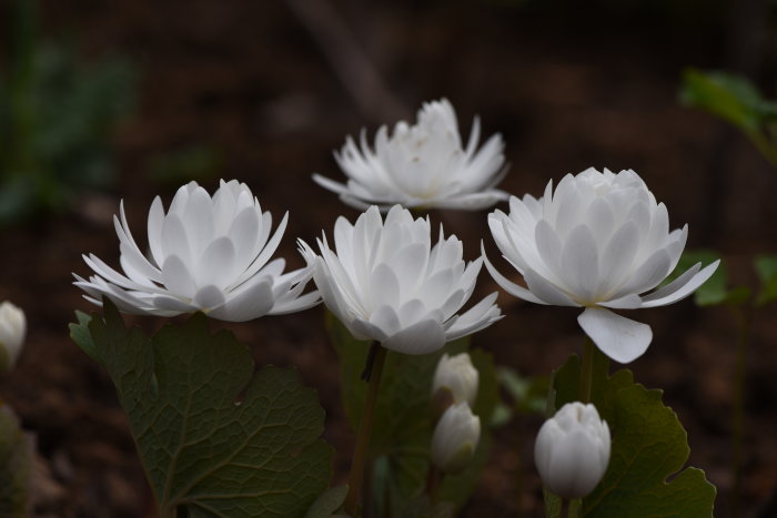 Vita blodört blommor (Sanguinaria canadensis) med gröna blad i en lund.