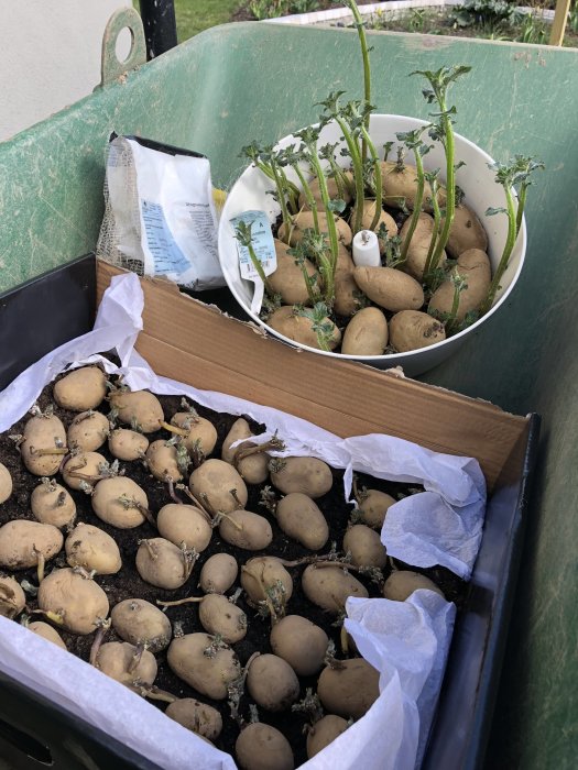 Förgrönade potatisknölar redo för plantering, lagda i en kartong med jord och en skottkärra i bakgrunden.