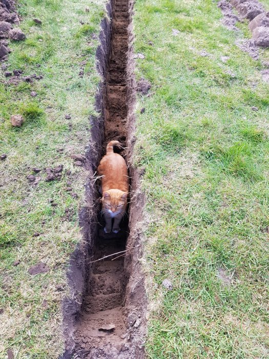 En orange katt som står i en nygrävd grävning i en gräsmatta.