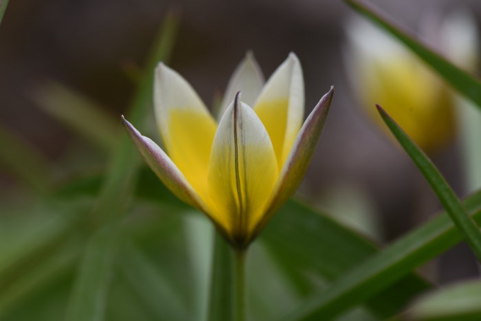 Närbild av botanisk tulpan 'Tulipa tarda' med slutna gula knoppar och rödfärgade skott.