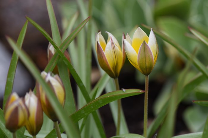 Knoppar av Tulipa tarda med gula och röda färger mot en grönskande bladig bakgrund.