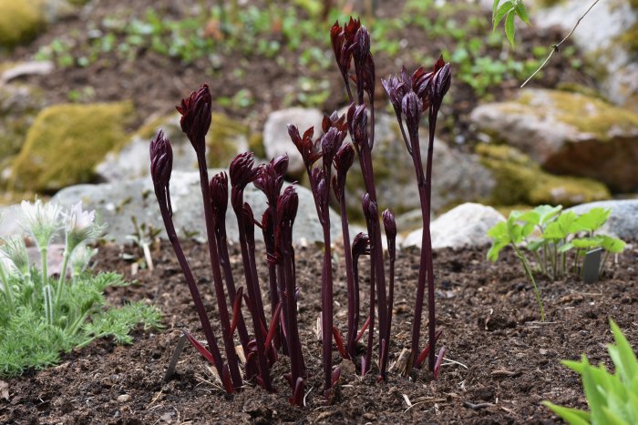 Nyutslagna Paeonia lactiflora 'Svarte Petter' skott i trädgård med röda knoppar och grön bakgrund.