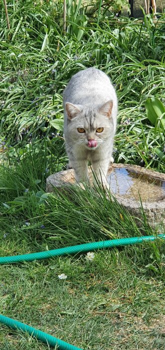 Grå katt som slickar sig om munnen ute i grönt gräs med en vattenslang i förgrunden.