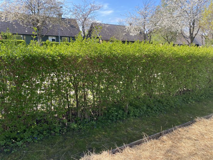 En ojämn och gles ligusterhäck i ett soligt bostadsområde med tjocka grenar nära marken och täta blad högst upp.