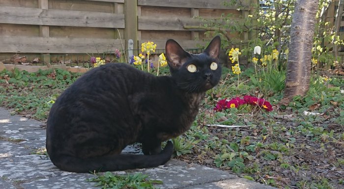 Svart katt i en trädgård med uppmärksamt blick mot flygande insekter omgiven av blommor och grönska.