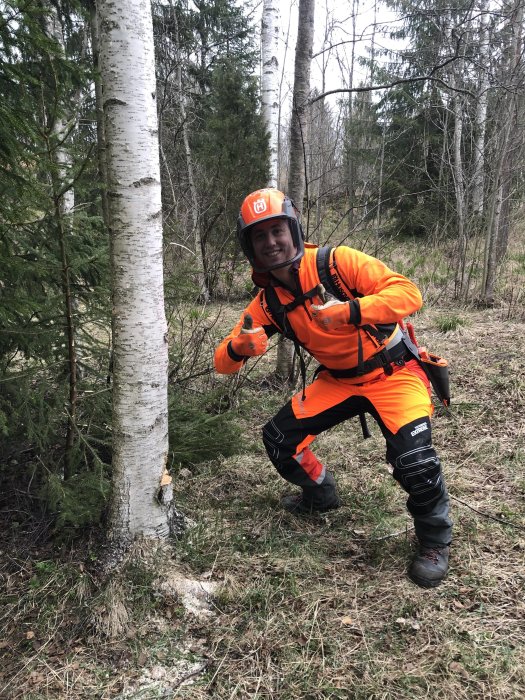 Person i orange skyddsutrustning poserar vid en björk som börjat fällas för ved.