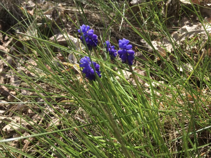 Pärlhyacinter och gräs i en rabatt, inslag av löv och jord, med fokus på de blåa blomklasarna.