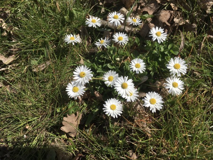 Blommande prästkragar i gräset med några löv och solljus.