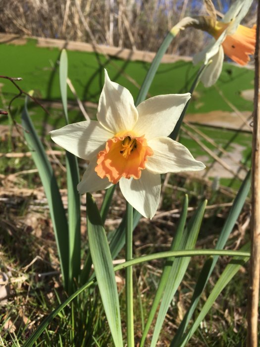 En ensam gul tulpan med orange mitt i en rabatt, omgiven av grönt gräs och lövverk.