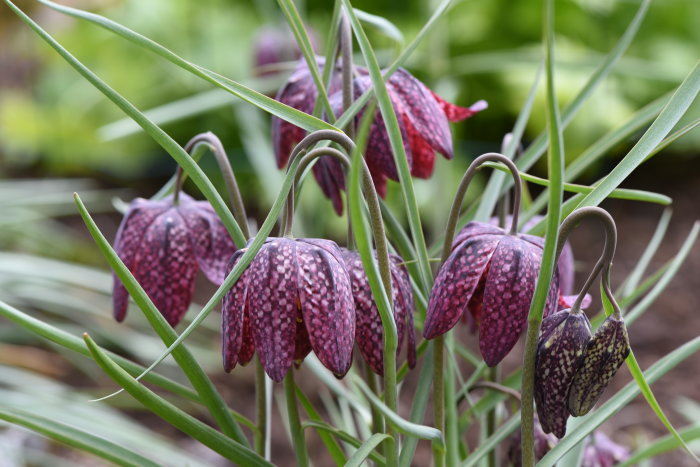 Blommor av Fritillaria meleagris, med tydligt rutmönster, i en trädgård.