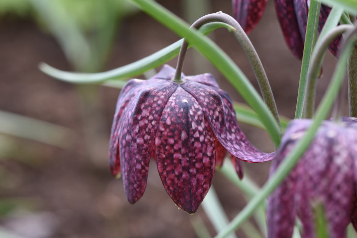 Närbild på en lila kungsängslilja, Fritillaria meleagris, med distinkt rutmönster på blomman.