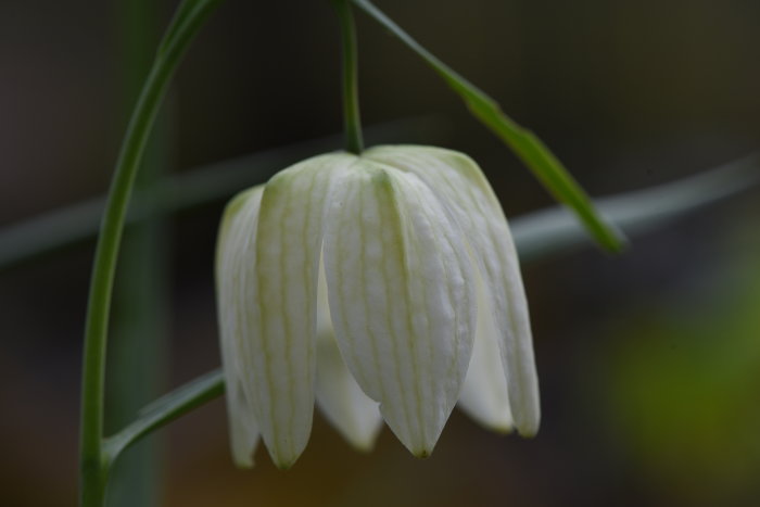 Vit kungsängslilja (Fritillaria meleagris) med sitt karaktäristiska mönster, förbereder för blomning.