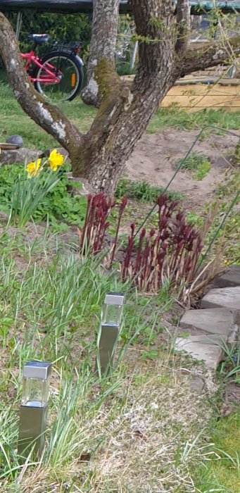 Otydliga knoppar av röda pioner i ett trädgårdsland, med gula blommor och en cykel i bakgrunden.