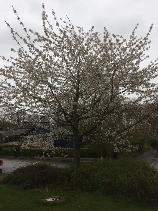 Stort blommande körsbärsträd nära en tomtgräns under en molnig himmel.