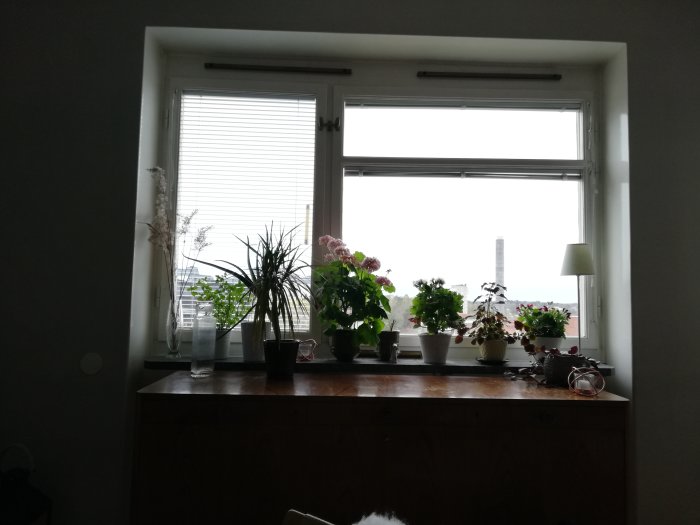 Fönster med persienner omgivet av växter på fönsterbrädan och tom yta på ena sidan.