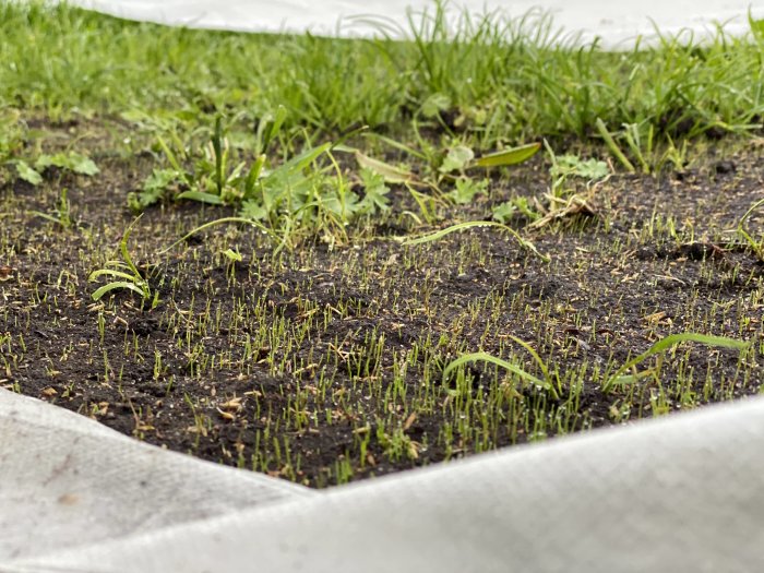 Nygronat gräs från Weibull extra green gräsfrö efter 9 dagar med ojämn gräsbevuxen bakgrund.