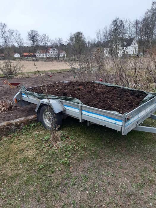 Släpvagn full med gödsel parkerad på gräsmatta framför potatisland.