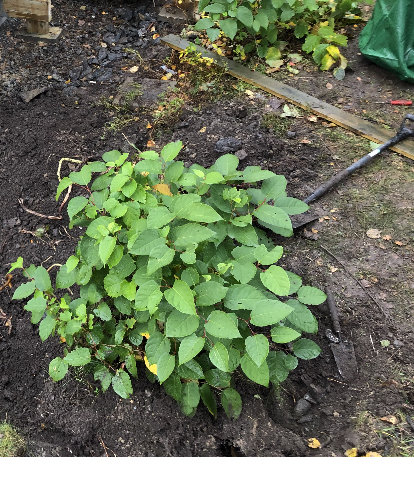 Gröna växter på uppluckrad jord med en spade lutad mot dem, i en trädgård.