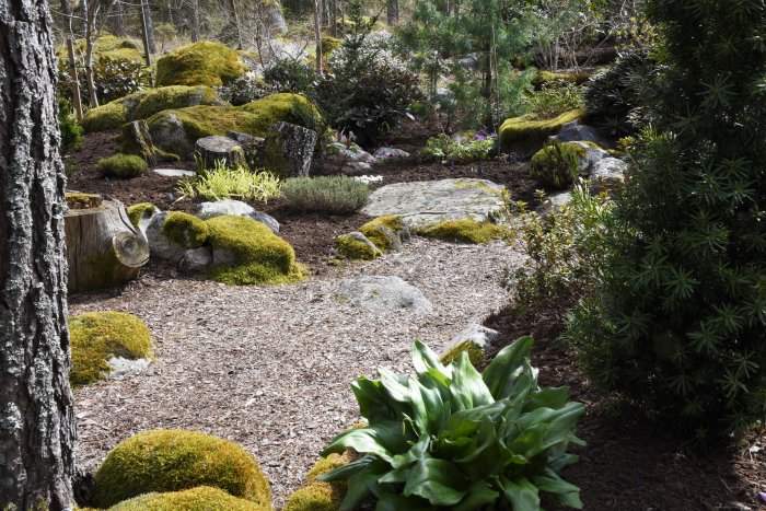 Naturträdgård med kullerstensgångar, mossbelupna stenar och blandade gröna växter.