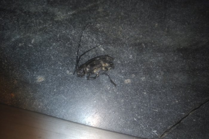 Skadedjur på mörk yta, tilltänkt för identifiering, i skadat tillstånd efter att ha blivit ihjälslaget.