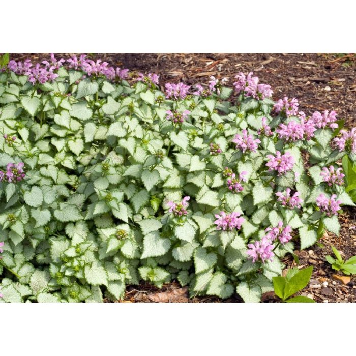 Marktäckare med gröna blad och lila blommor som kan konkurrera ut dikesgräs.