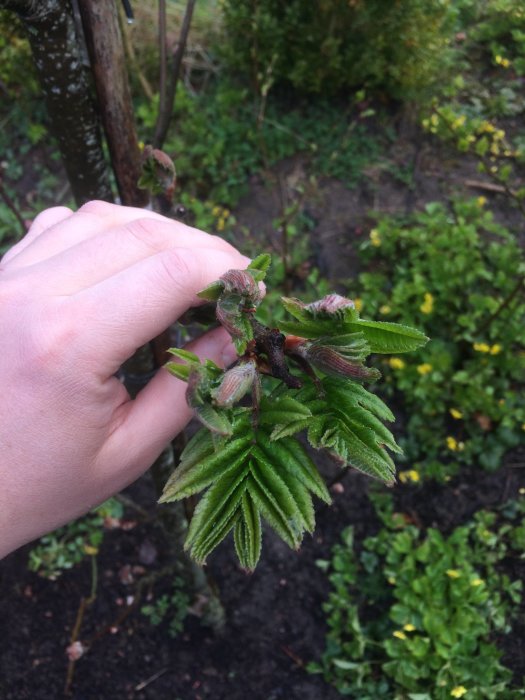 En hand håller i en gren med unga gröna blad för att identifiera trädet.