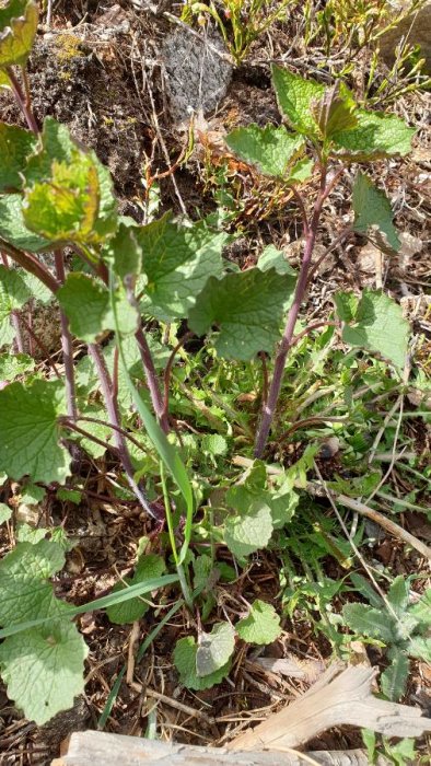 Växt med gröna blad och lila stjälkar som växer i jorden, identifierad som harkål av frågeställaren.