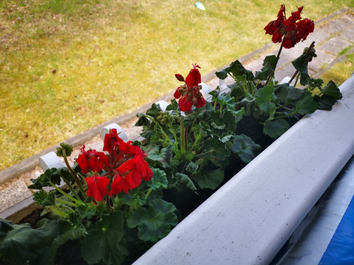 Pelargonplantor i blomlåda, vissa friska och andra vissnande, med fuktig jord.