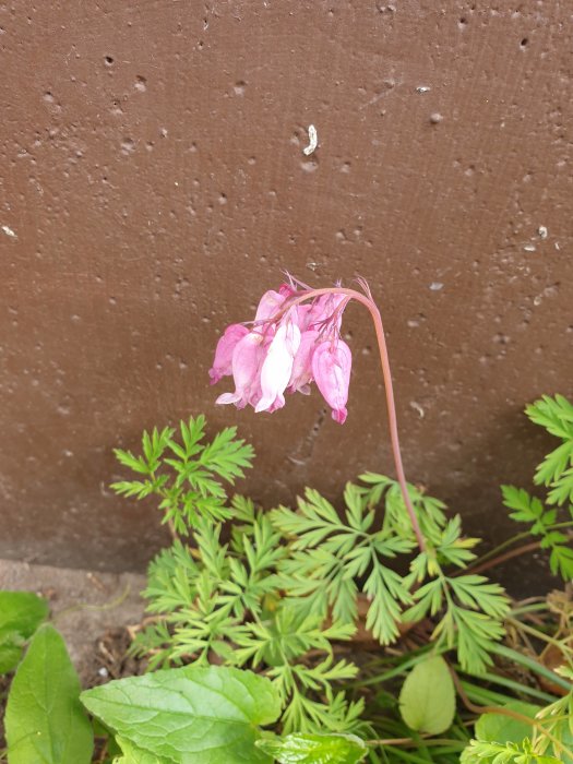 Rosa fänrikshjärta-blomma framför en brun vägg med gröna bladverk.