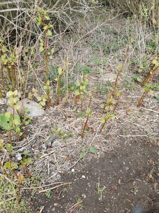 Unge skott av växt som misstänks vara parkslide i en trädgård med blandad vegetation och flis.