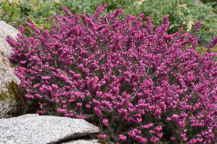 Erica x stuartii 'Kramers Rote' darleyljung i blom med intensivt rosa blommor omgiven av gröna buskar och stenar.