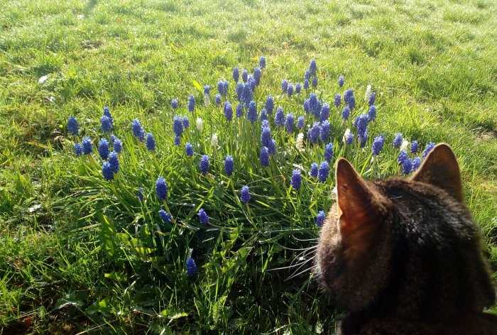 Katt tittar på blå druvhyacinter i soligt gräs.
