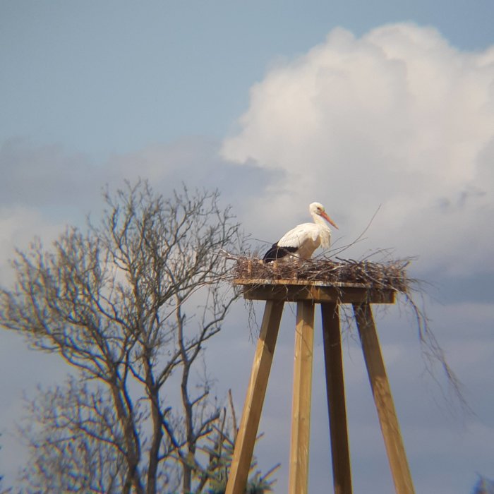 En stork i sitt bo byggt på höga stolpar mot en himmel med moln och träd i bakgrunden.