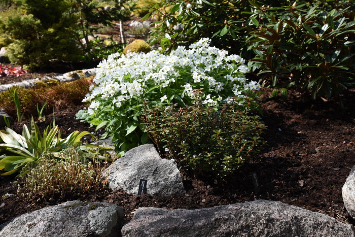 Vitblommande växt Cardamine waldsteinii tandrot med tidig blomning i en trädgård omgiven av stenar och andra gröna växter.