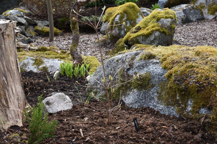 Nyplanterad Rhododendron 'Persil' i trädgård med spirande växter och mossbeklädda stenar.