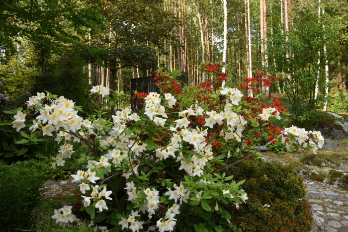 Blommande Rhododendron 'Persil' med vita blommor och rödaktiga växter i en skogsträdgård.