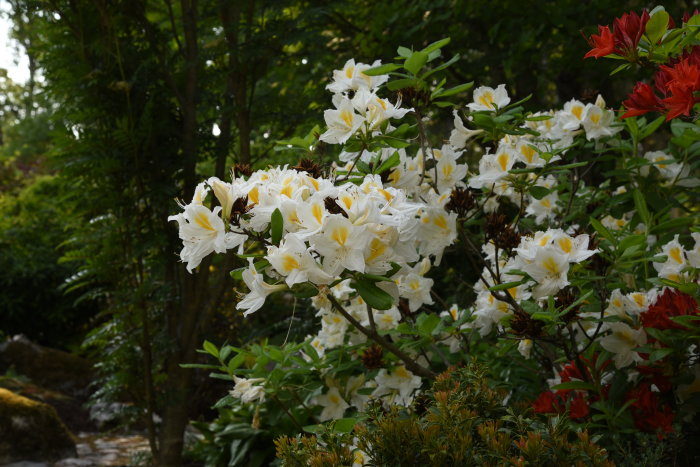 Rhododendron 'Persil' med vita och gula blommor i trädgården, omgiven av grönska.