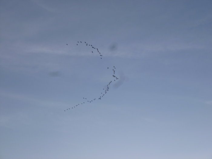 En flock fåglar i formation mot en klarblå himmel, liknar en överflygning med många enheter.