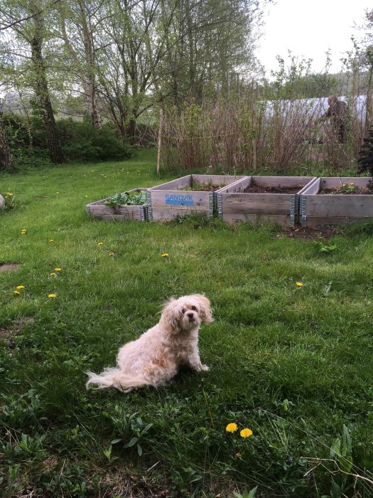 Hund vilar på gräsmatta framför pallkragar i trädgård med vinbärsbuskar i bakgrunden.