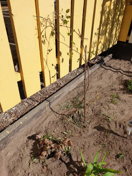 Nyplanterad klematis intill en nerklippt ros vid gult plank, i förberedd rabatt för framtida altan.