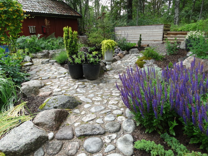 En välskött trädgård med kullerstensgång, blommande lavendel, planteringskrukor och ett vedskjul i bakgrunden.