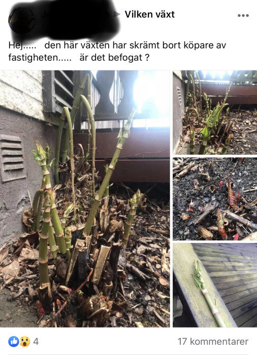 Bilder på en växt som gror, med flera avsnittna stammar och toppskott spridda på marken och på en trädgång.