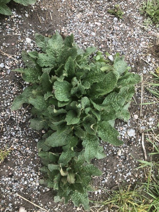 Grön bladrosett av växt på grusig mark.