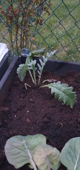 Unga kronärtskockplantor och andra växter som odlas i en pallkrage bredvid ett staket.