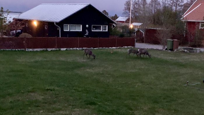 Tre rådjur på en gräsmatta framför ett hus i skymningen.