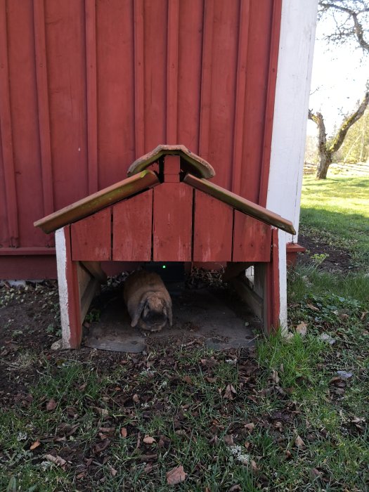 Hund under en liten röd trästuga med vita knutar på en lantlig tomt.