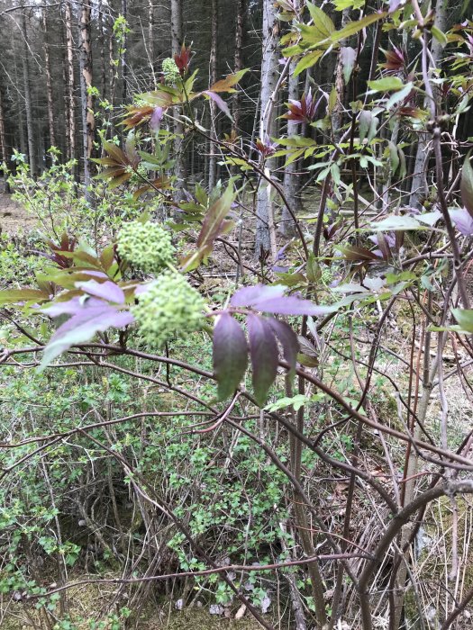 Ung skog i bakgrunden med en fokus på en buske med gröna knoppar och rödaktiga blad i förgrunden.