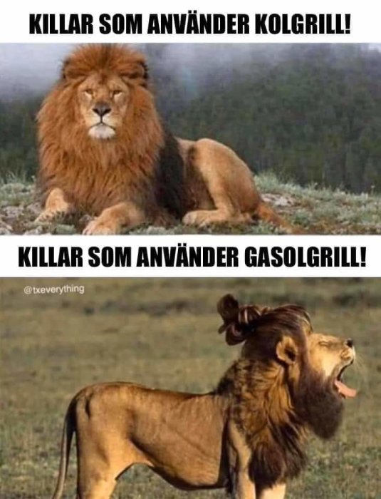 Ett meme med två bilder av lejon, övre bilden visar ett majestätiskt lejon och texten "Killar som använder kolgrill!", nedre bilden visar ett mindre imponerande lejon med texten "Killar som använder gasolgrill!".