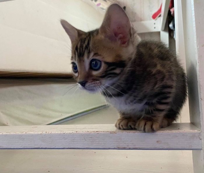 En liten kattunge med randigt mönster och stora blåa ögon som sitter och tittar framåt.